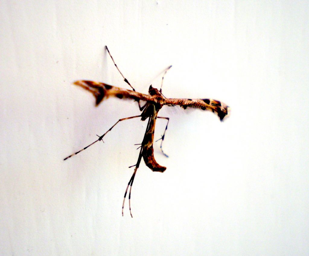 Pterophoridae: cfr. Amblyptilia acanthadactyla